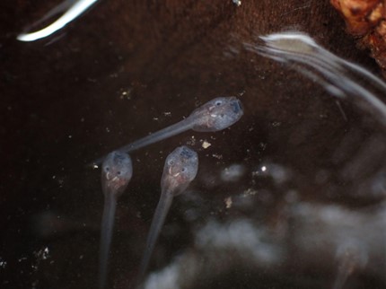 Tadpoles swim in a pool of water. These are Eiffinger tree frogs (Kurixalus eiffingeri) with semi-transparent skin.